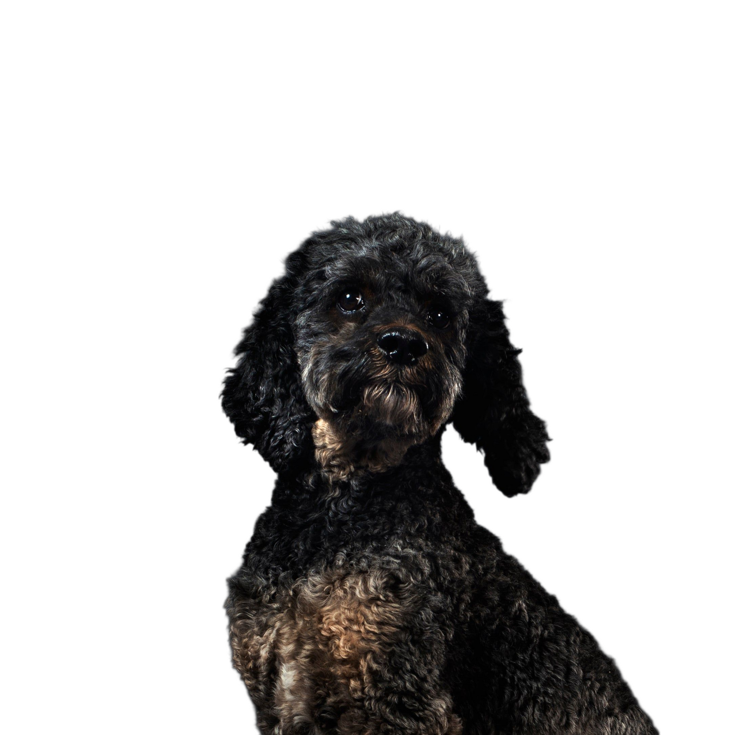 Dog Products